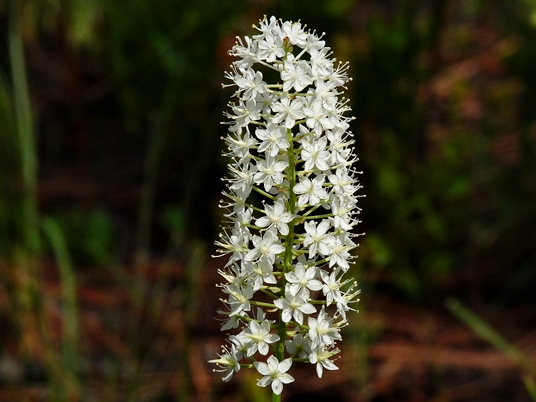 {Stenanthium densum}
